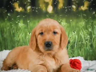 Golden Retriever dogs for sale: Sadie - Ad 1