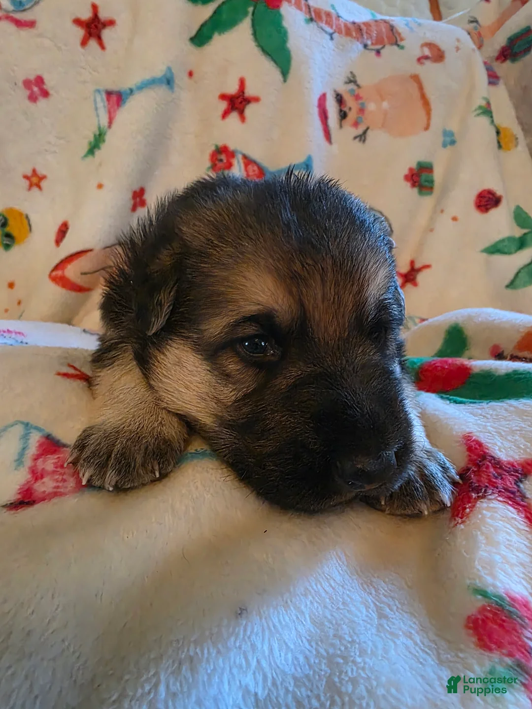 German Shepherd dogs for sale: German Shepherd Puppy 1 - Ad 1