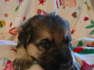 German Shepherd dogs German Shepherd Puppy 1 - Ad 39