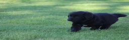 Newfoundland dogs for sale: Sailor - Ad 7