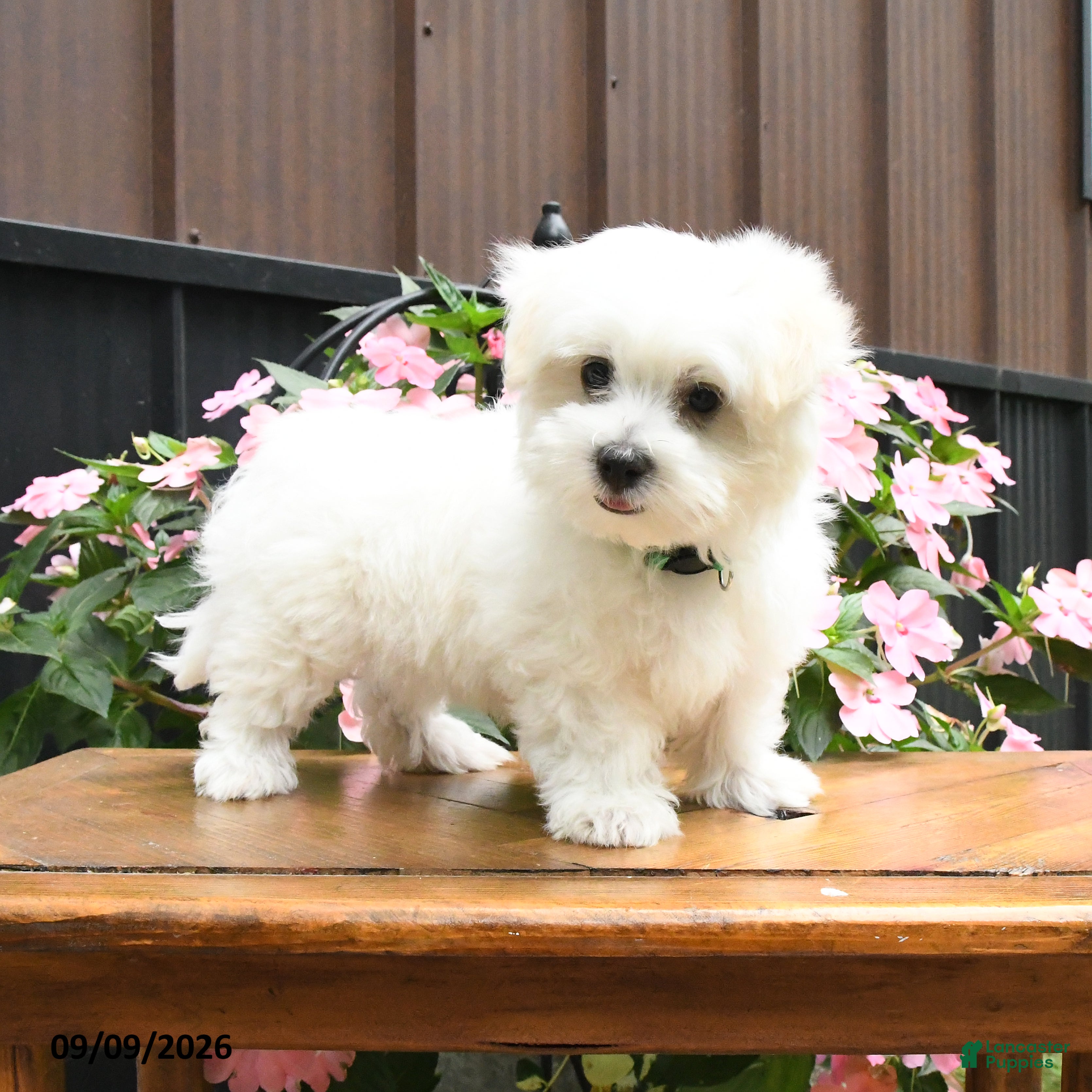 Maltese dogs Ranger - Ad 2