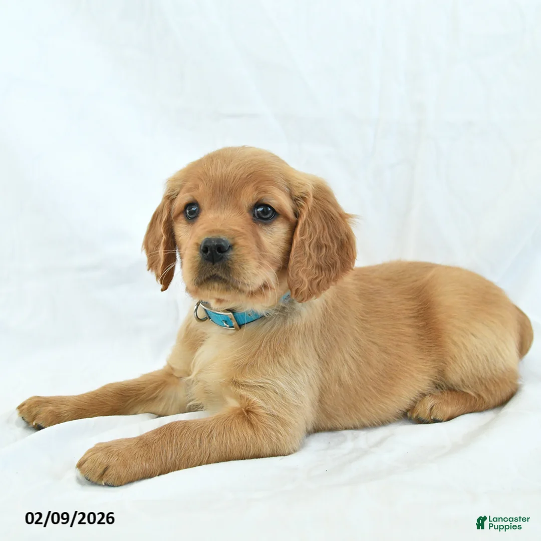 Miniature Golden Retriever dogs for sale: Arrow - Ad 3