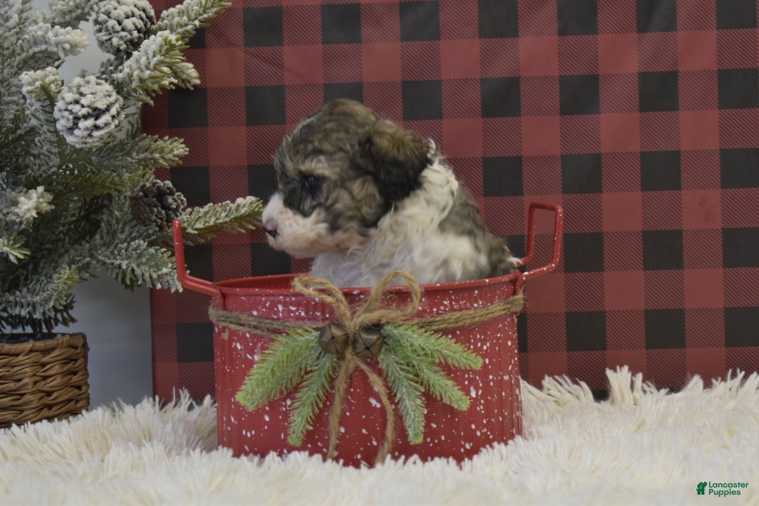 Miniature Poodle dogs for sale: Maverik - Ad 10