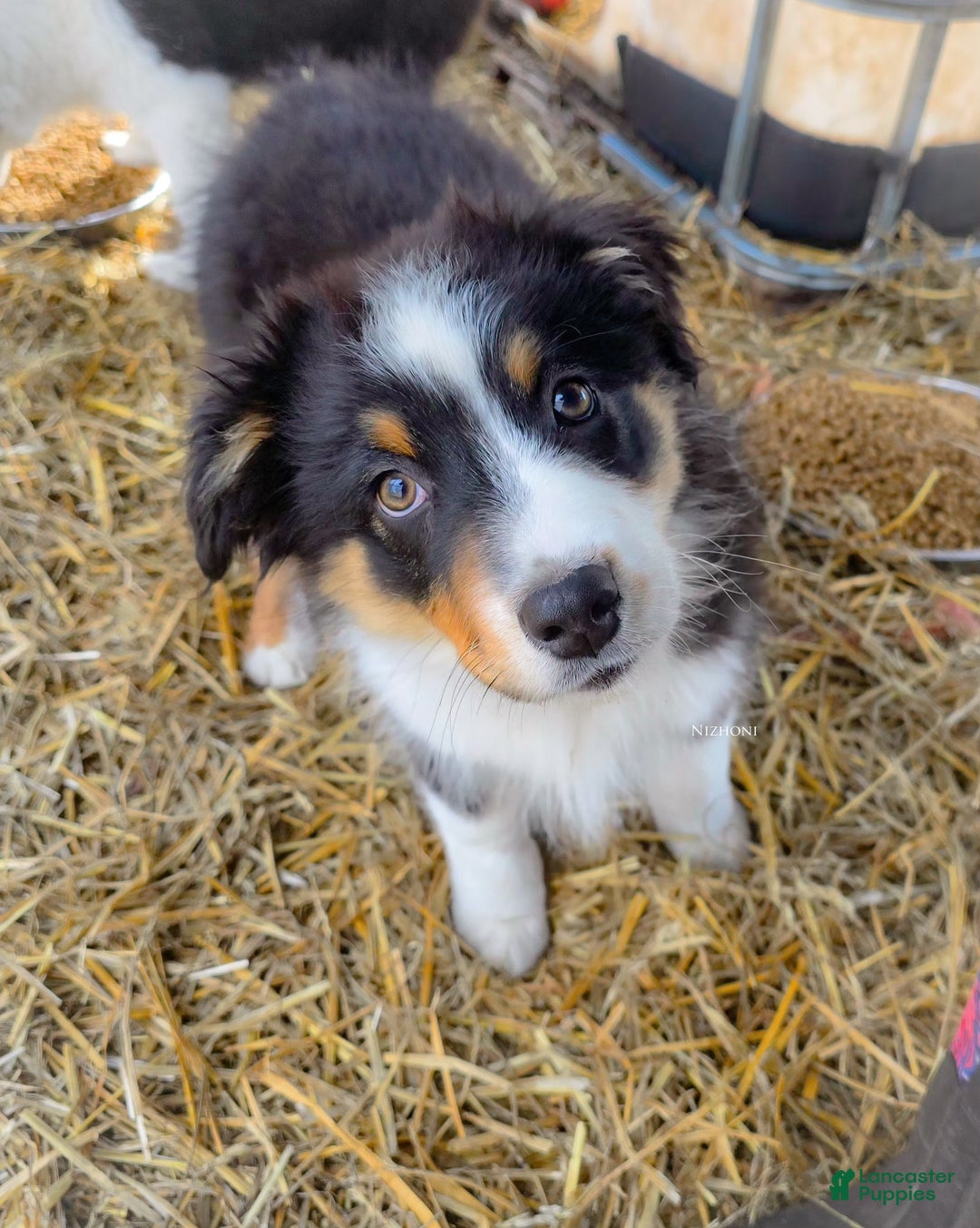 Australian Shepherd dogs for sale: Echo - Ad 3