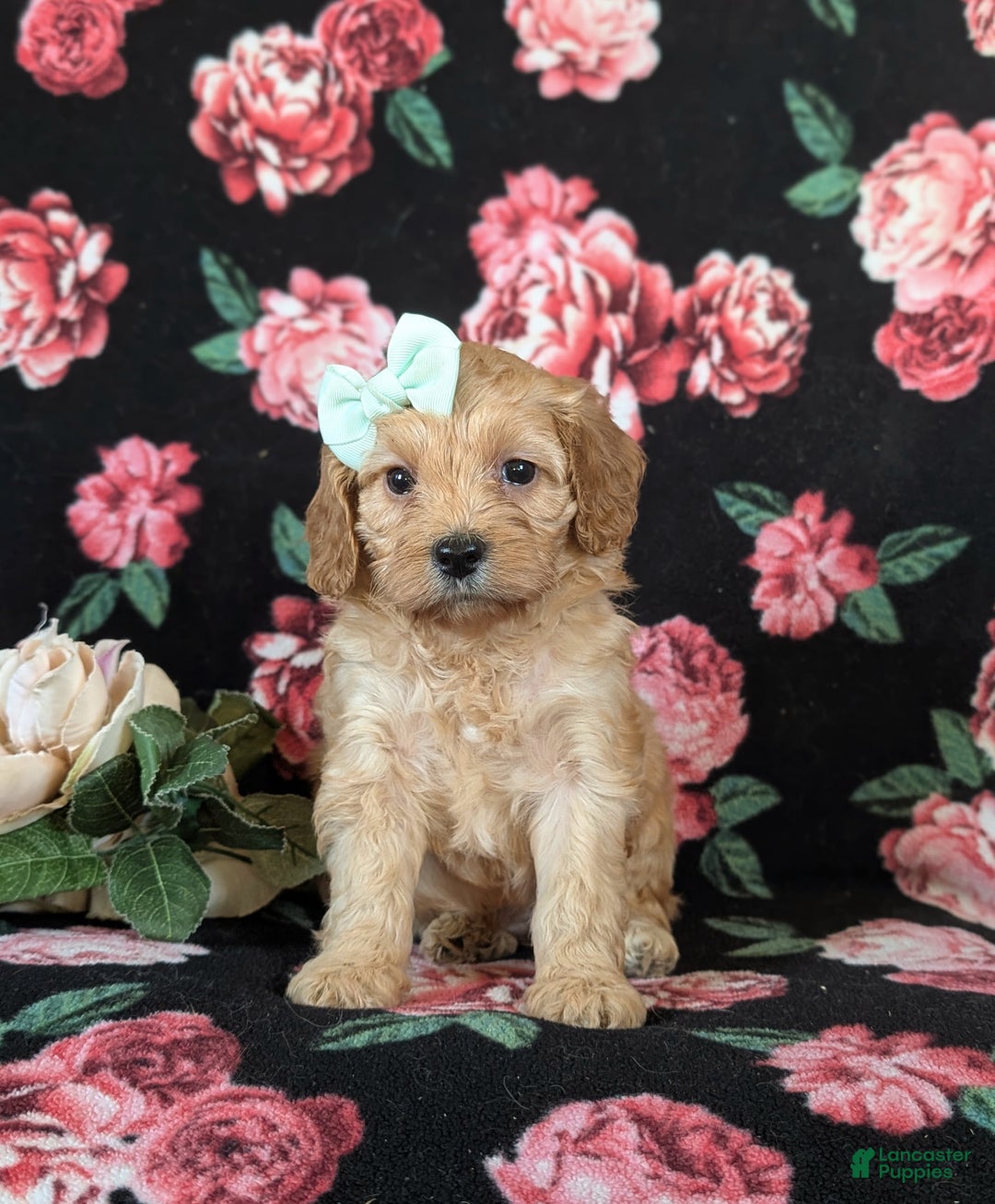 Cockapoo dogs for sale: Ashlee Hypoallergenic  - Ad 1