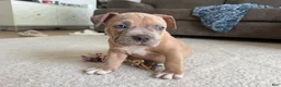 American Bully dogs for sale: Thor - XL American Bully Puppy  - Ad 6