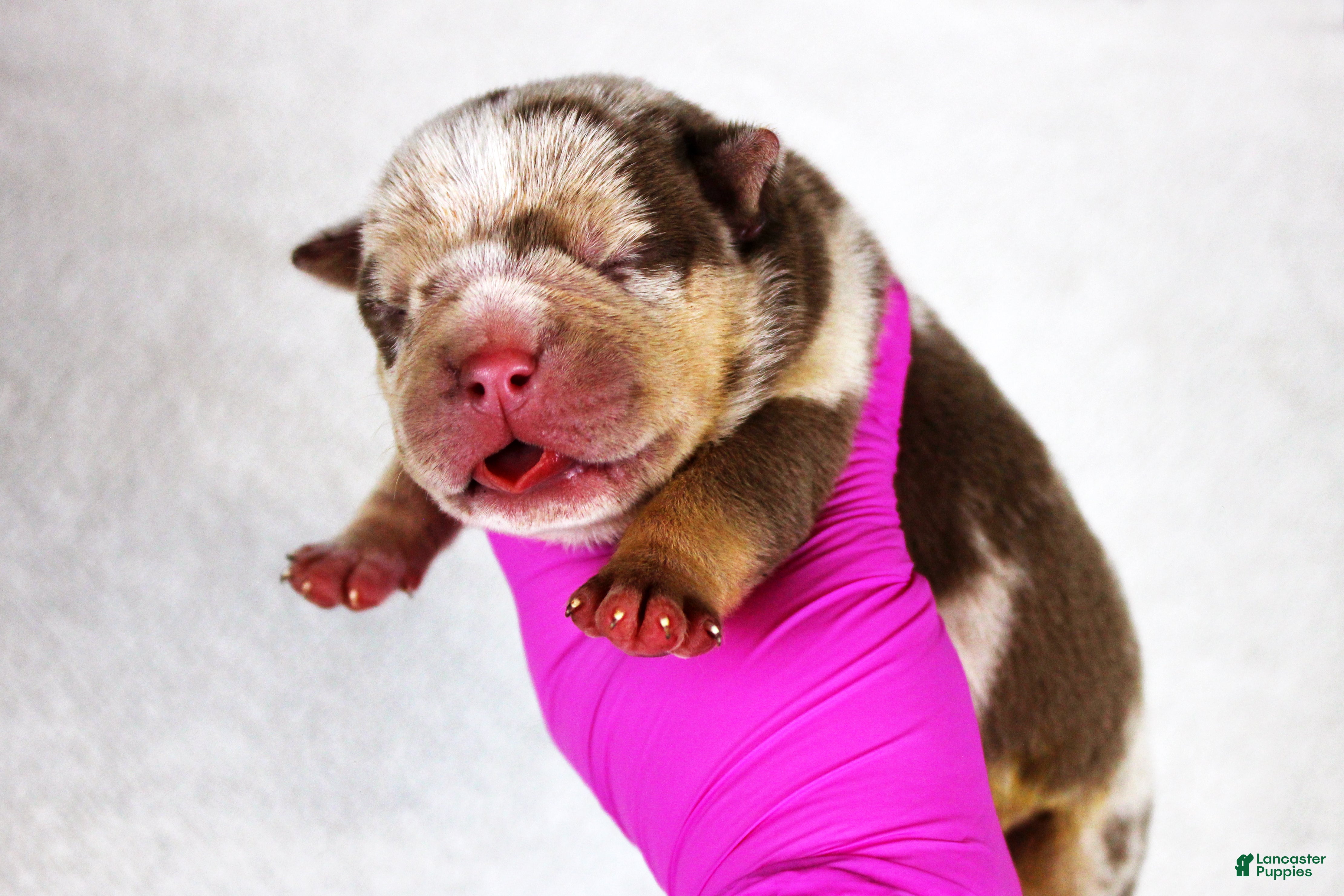 American Bully dogs Chocolate Tri Merle Male - Ad 1