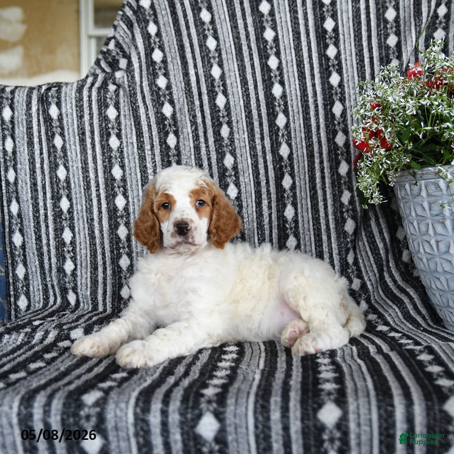 Standard Poodle dogs Van   - Ad 2
