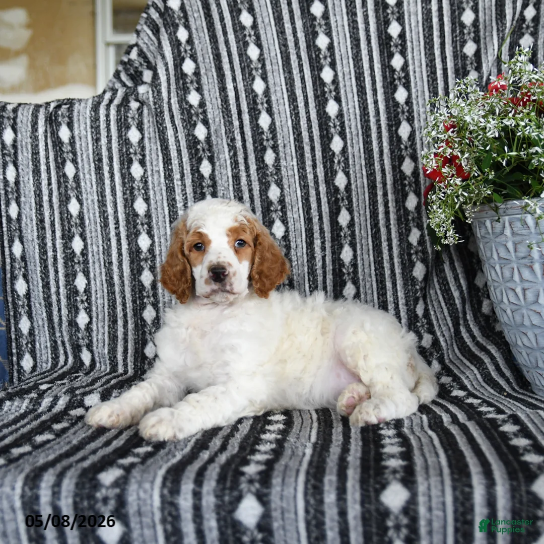 Standard Poodle dogs for sale: Van   - Ad 2