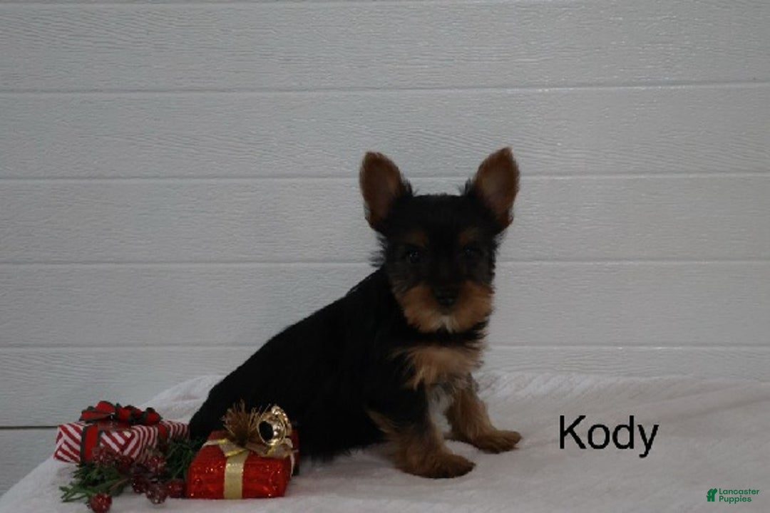 Yorkshire Terrier dogs for sale: Kody - Ad 3