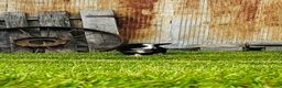 Bernese Mountain Dog dogs for sale: Remington - Ad 10