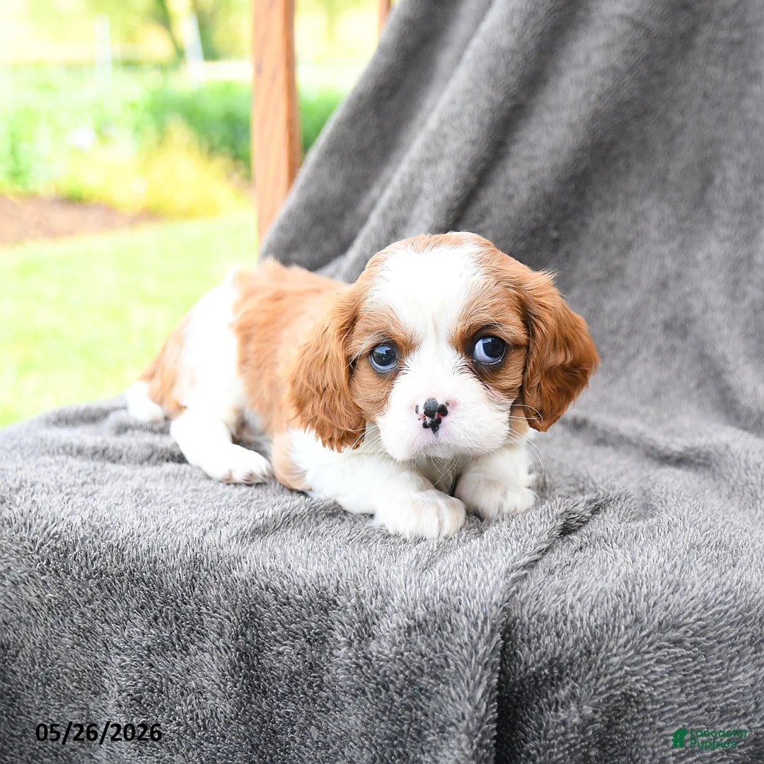 Cavalier King Charles Spaniel dogs for sale: Spritely - Ad 1