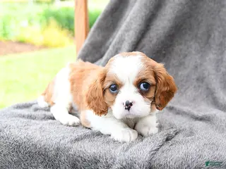 Cavalier King Charles Spaniel dogs for sale: Spritely - Ad 2