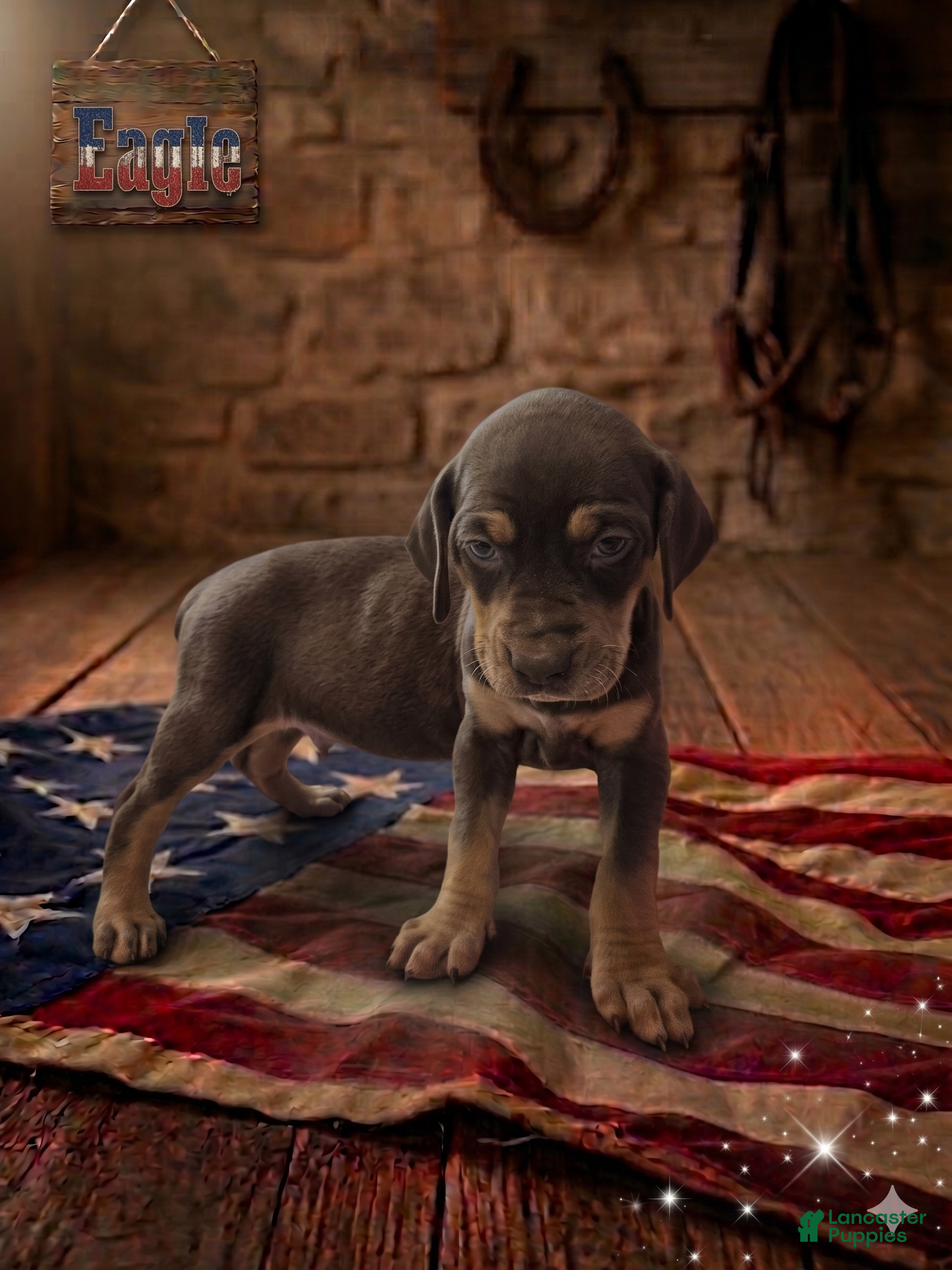 Catahoula Leopard Dog dogs Eagle - Ad 2