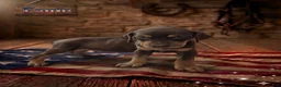 Catahoula Leopard Dog dogs for sale: Eagle - Ad 2