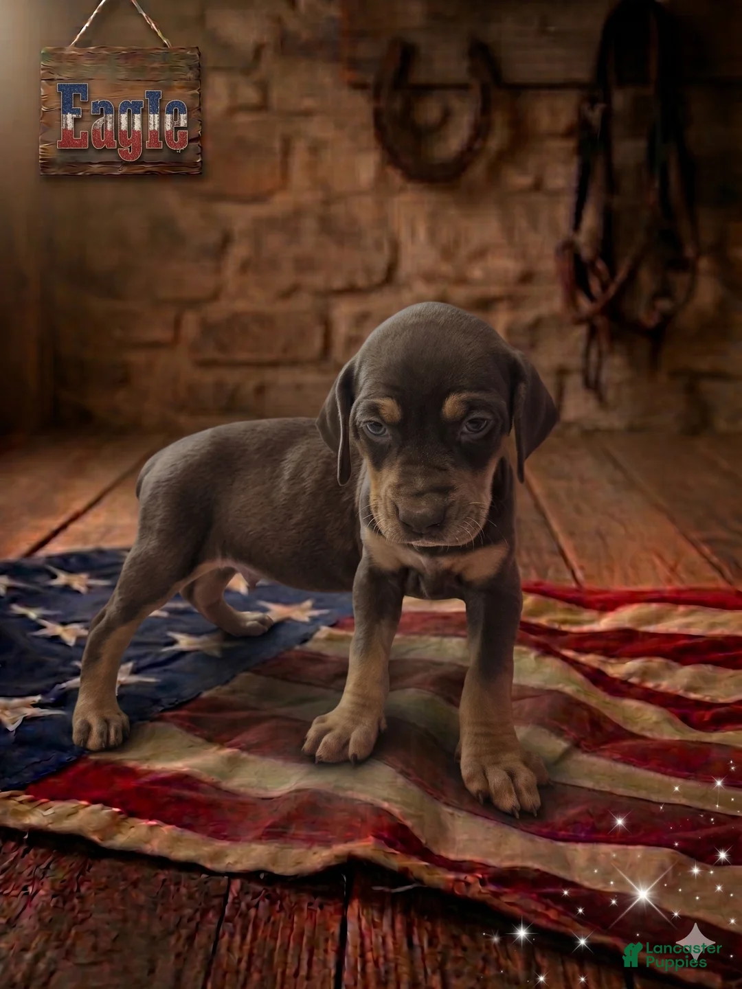 Catahoula Leopard Dog dogs for sale: Eagle - Ad 2