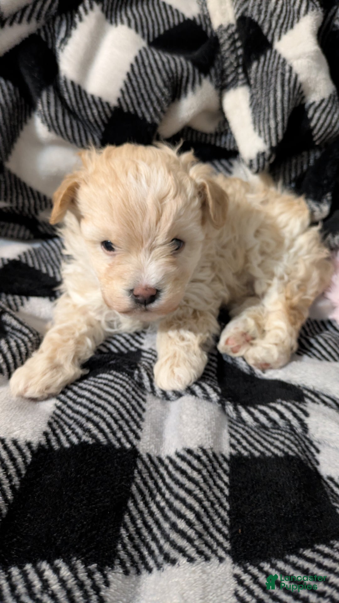 Mini Bernedoodle dogs for sale: Mini Bernedoodle Puppy 1 - Ad 8