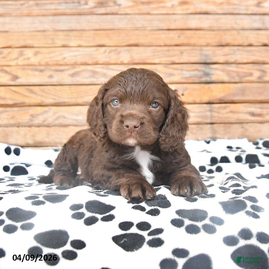 Mixed Breed dogs Percy - Ad 2