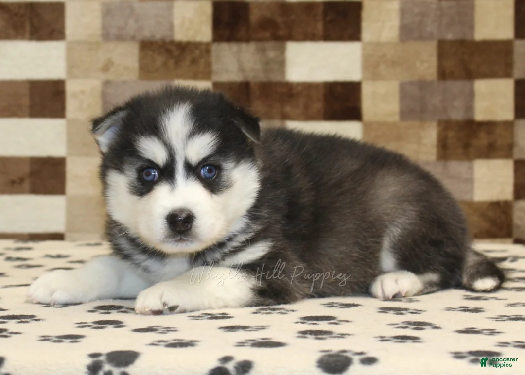 Pomsky dogs for sale: Irvin - Ad 2