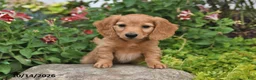Miniature Dachshund dogs for sale: Pumpkin - Ad 1