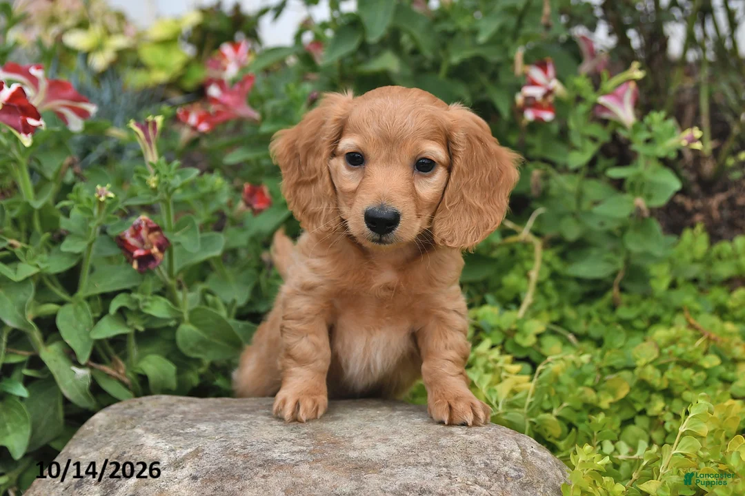 Miniature Dachshund dogs for sale: Pumpkin - Ad 1