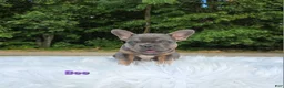 Frenchton dogs for sale: Bee - Ad 5