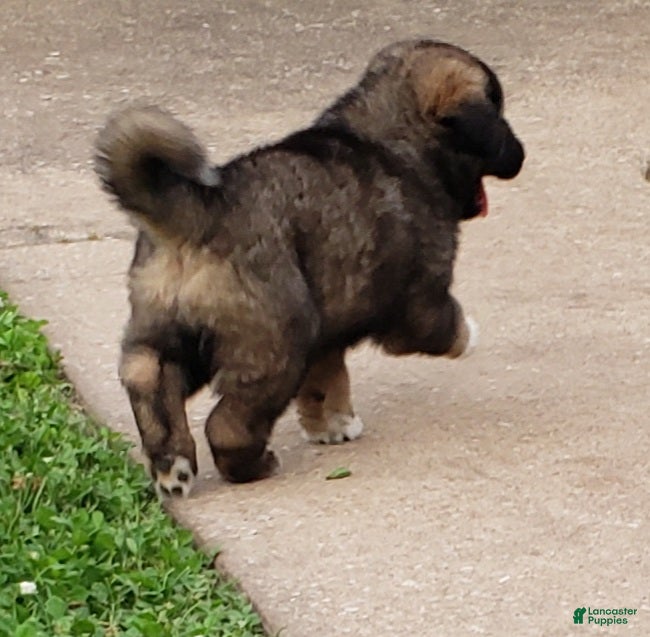 Caucasian Shepherd Dog dogs Caucasian Shepherd Dog Puppy 4 - Ad 9