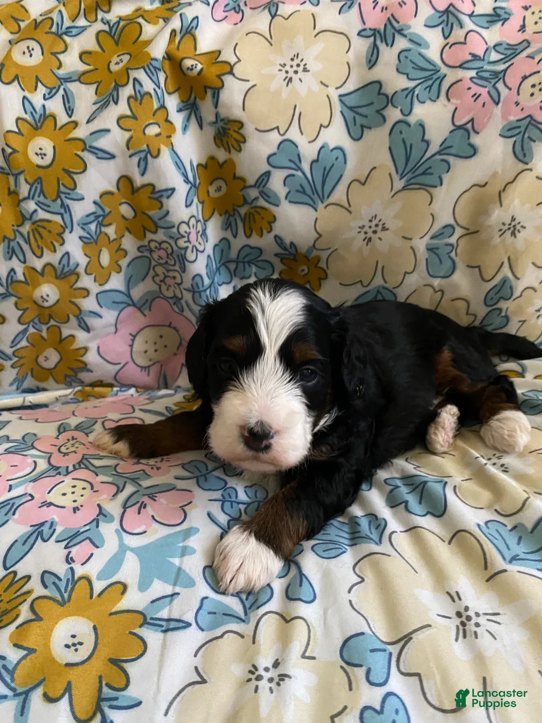 Mixed Breed dogs for sale: Ashton - Ad 1