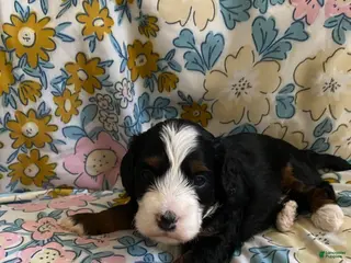 Mixed Breed dogs Ashton - Ad 33