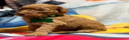 Miniature Poodle dogs for sale: Miniature Poodle Puppy 3 - Ad 1