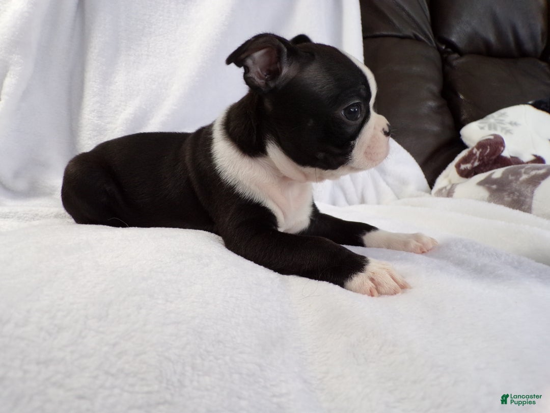 Boston Terrier dogs for sale: Vinnie AKC - Ad 3