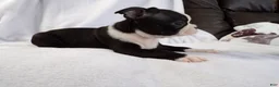 Boston Terrier dogs for sale: Vinnie AKC - Ad 3