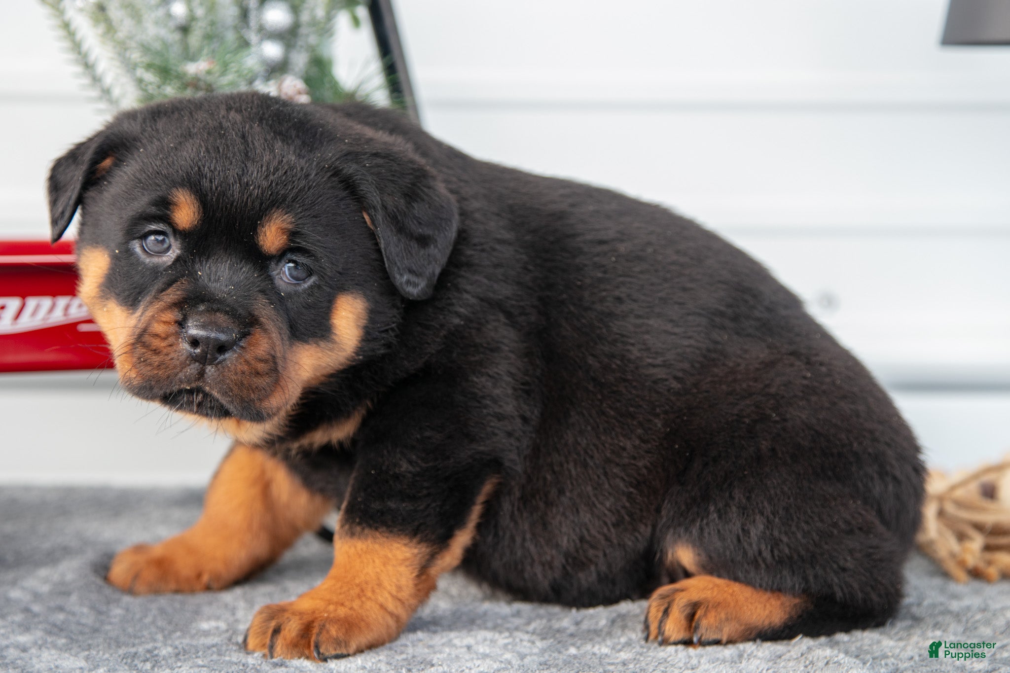 Rottweiler dogs Harper - Ad 24