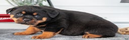 Rottweiler dogs for sale: Harper - Ad 1