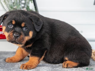 Rottweiler dogs Harper - Ad 24