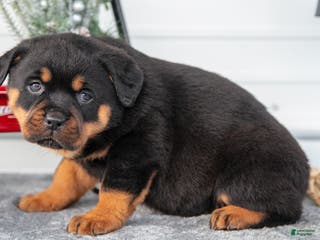Rottweiler dogs Harper - Ad 29