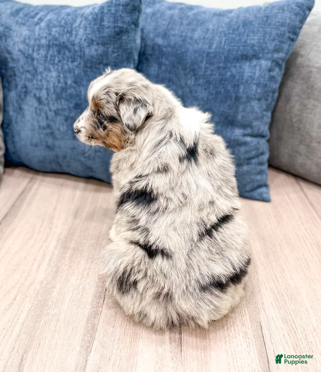 Miniature Australian Shepherd dogs for sale: Smokey - Ad 5