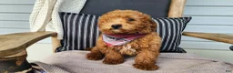 Mini Bernedoodle dogs for sale: Blake - Ad 12