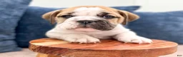 Beabull dogs for sale: Leti - Ad 2
