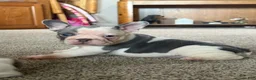 French Bulldog dogs for sale: French Bulldog 1 Henry - Ad 4