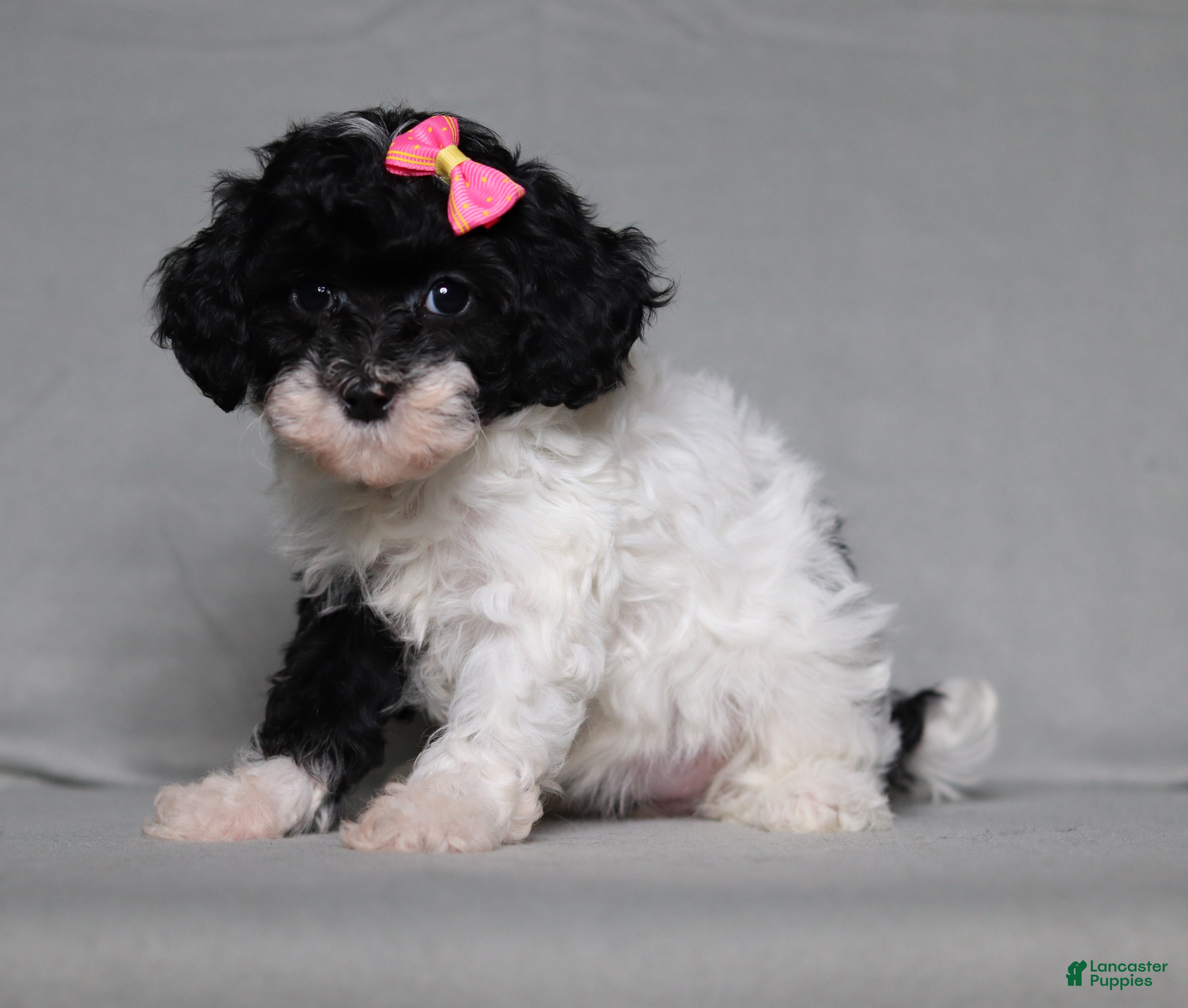 Mixed Breed dogs Winnie - Ad 2