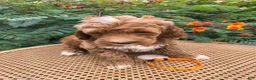 Mini Goldendoodle dogs for sale: Orange Collar - Ad 5