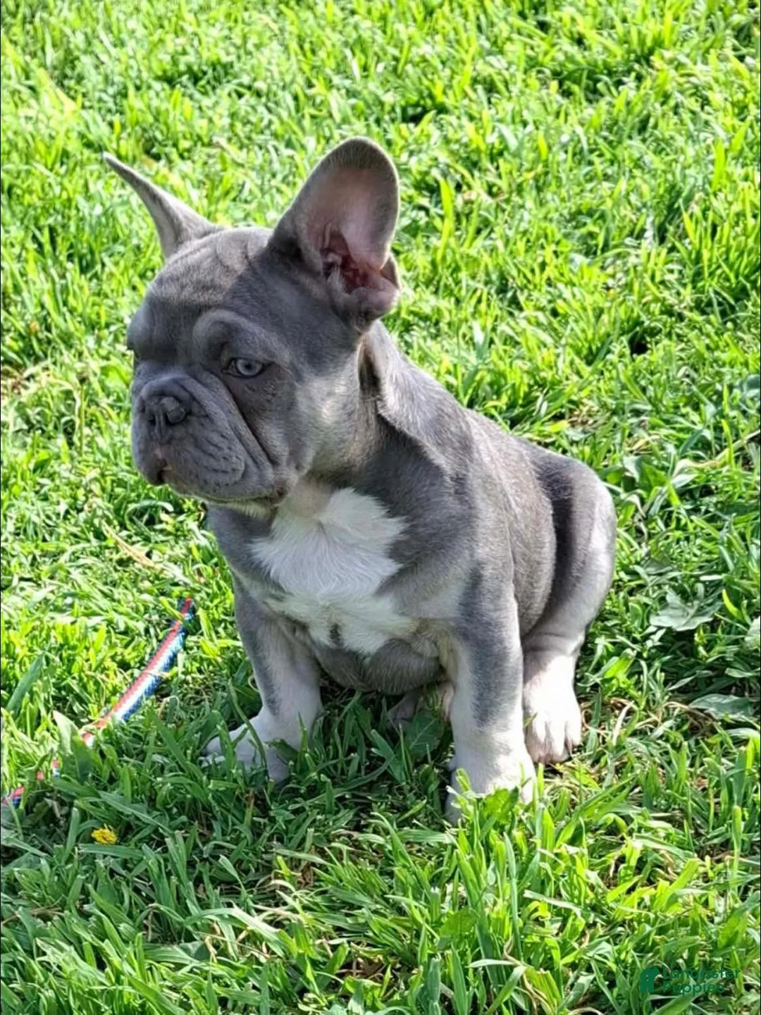 French Bulldog dogs for sale: Lilac & Tan Male - Ad 3