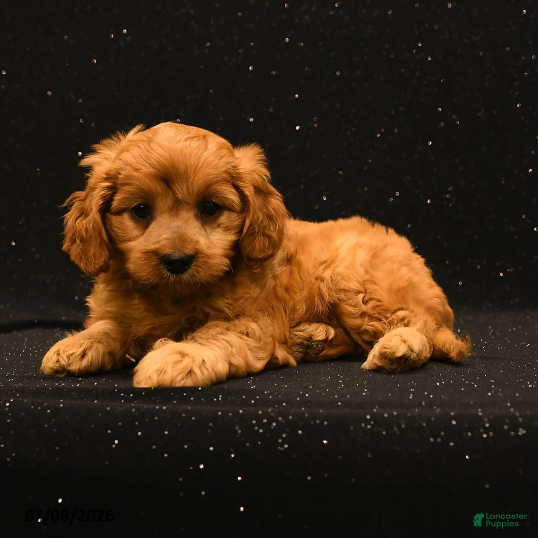 Cavapoo dogs for sale: Willow - Ad 2