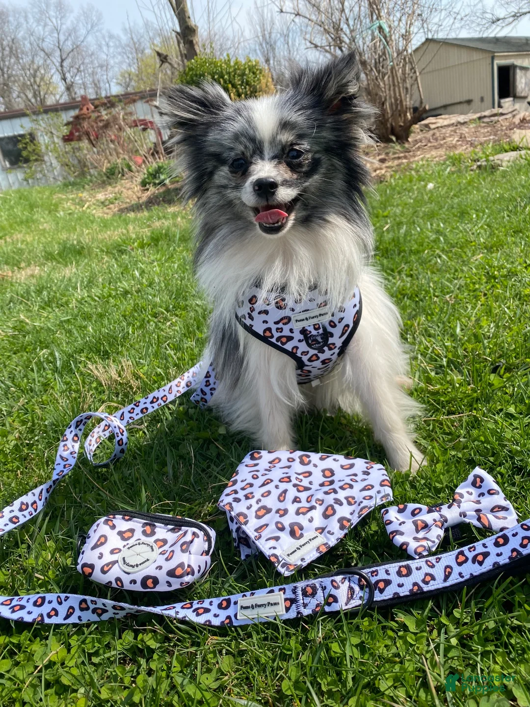 Pomeranian dogs for sale: Charlie  - Ad 5