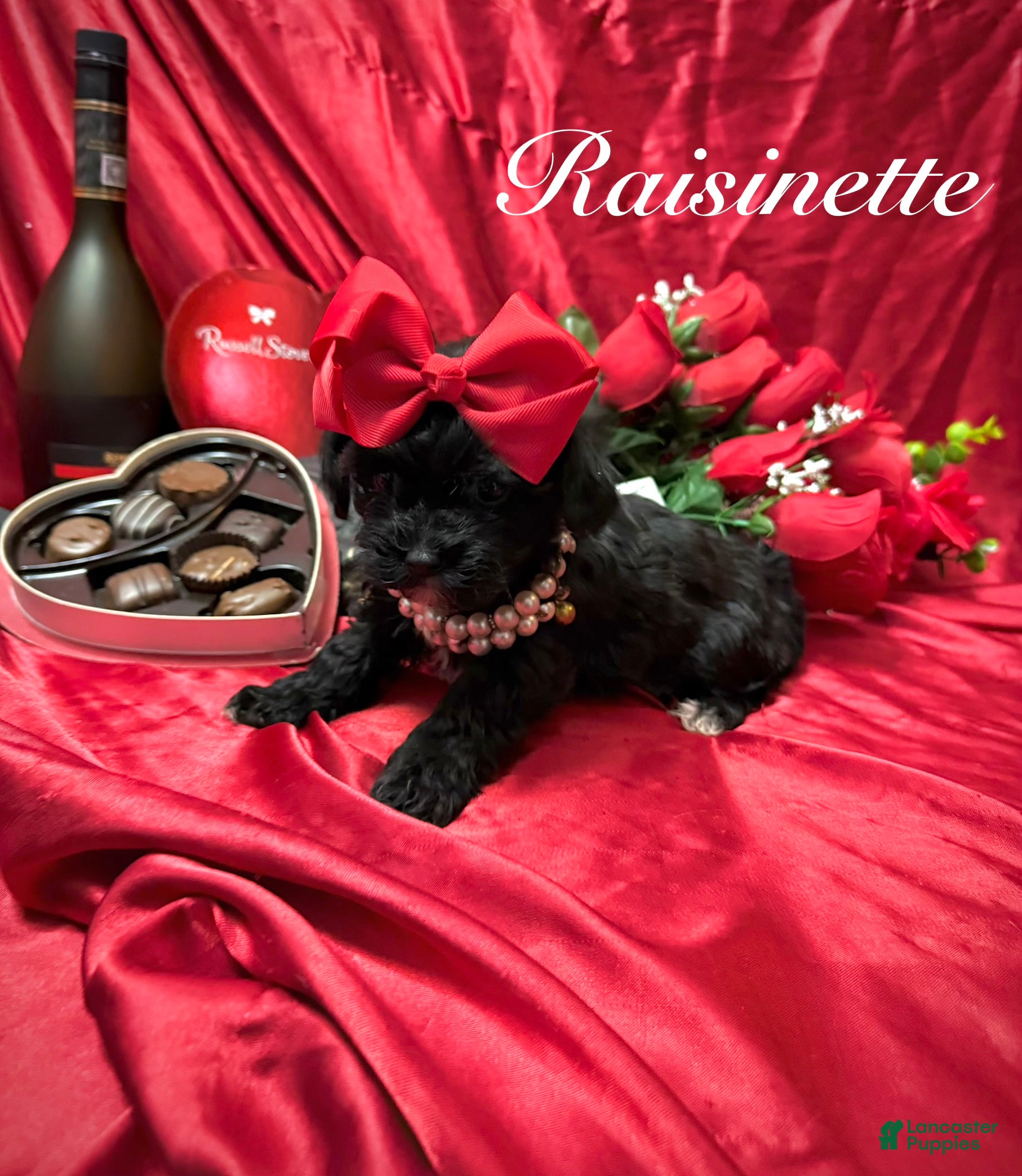 Yorkiepoo dogs Tiny Raisinette  - Ad 2