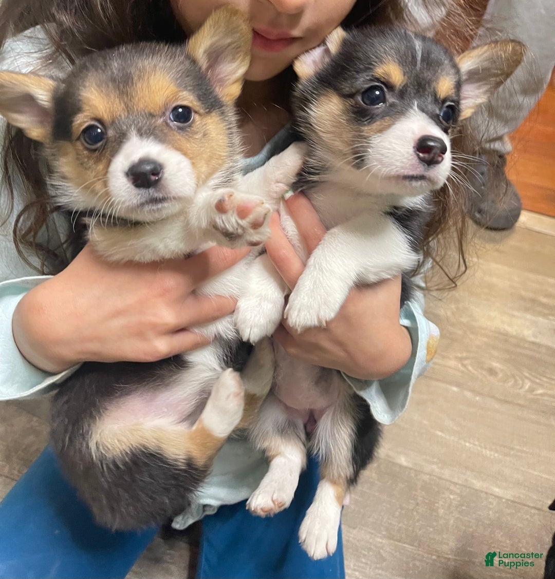 Welsh Corgi Pembroke dogs for sale: Pip - Ad 3