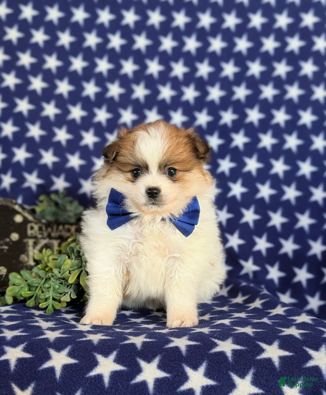 Pomeranian dogs for sale: Cosmo - Ad 2