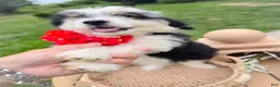 Aussiedoodle dogs for sale: Canalope - Ad 3