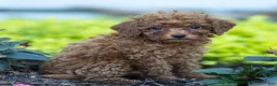 Toy Poodle dogs for sale: Guther Toy Poodle  - Ad 3